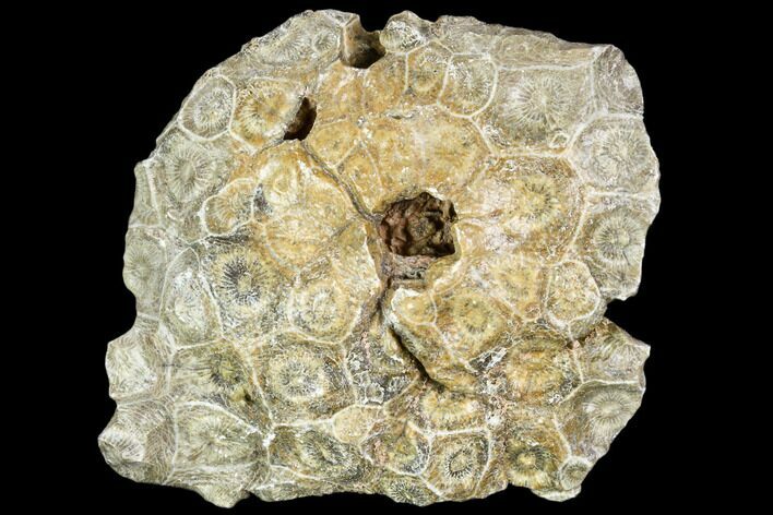 Fossil Coral (Actinocyathus) Head - Morocco #105718
